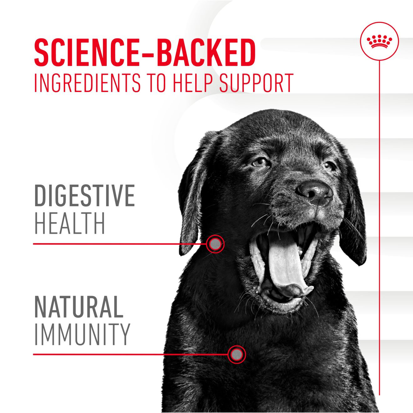 Puppy Digestion Supplement 100g