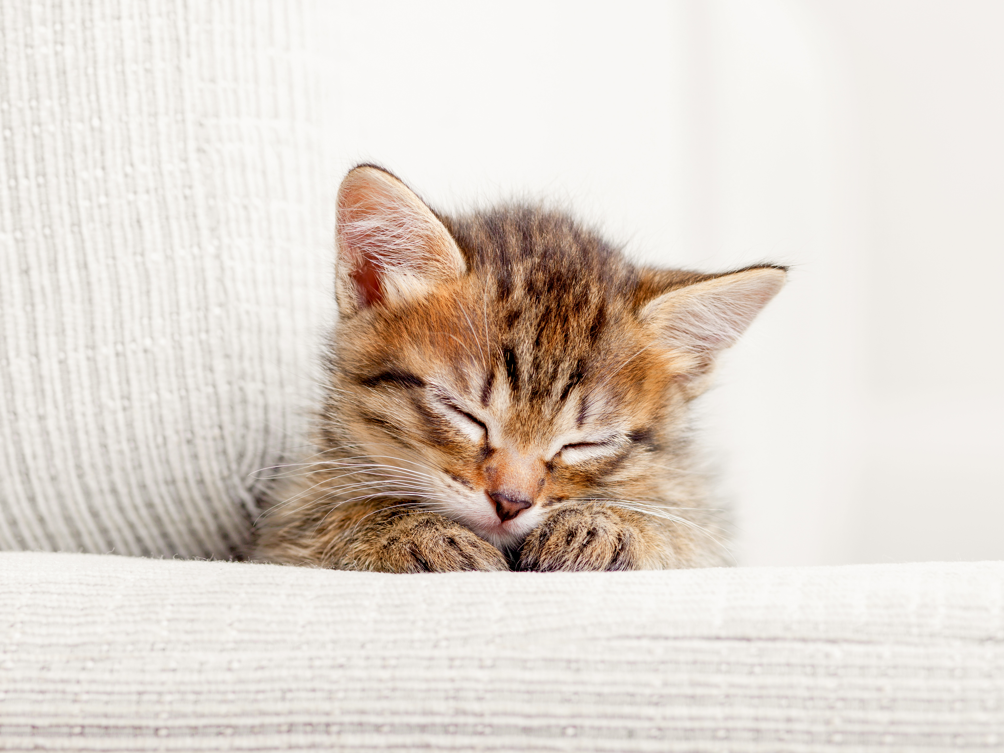 Tabby kitten sleeping on a sofa