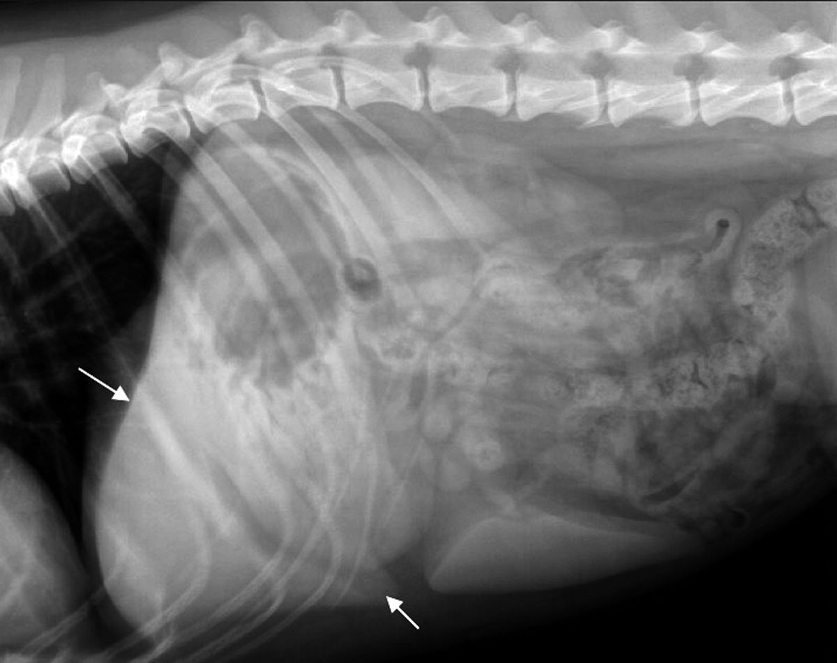 Abdominale Röntgenaufnahme eines Hundes (Lateralebene) mit normaler Leber (weiße Pfeile). Die kaudoventrale Seite der Leber weist spitzwinklige Ränder auf.