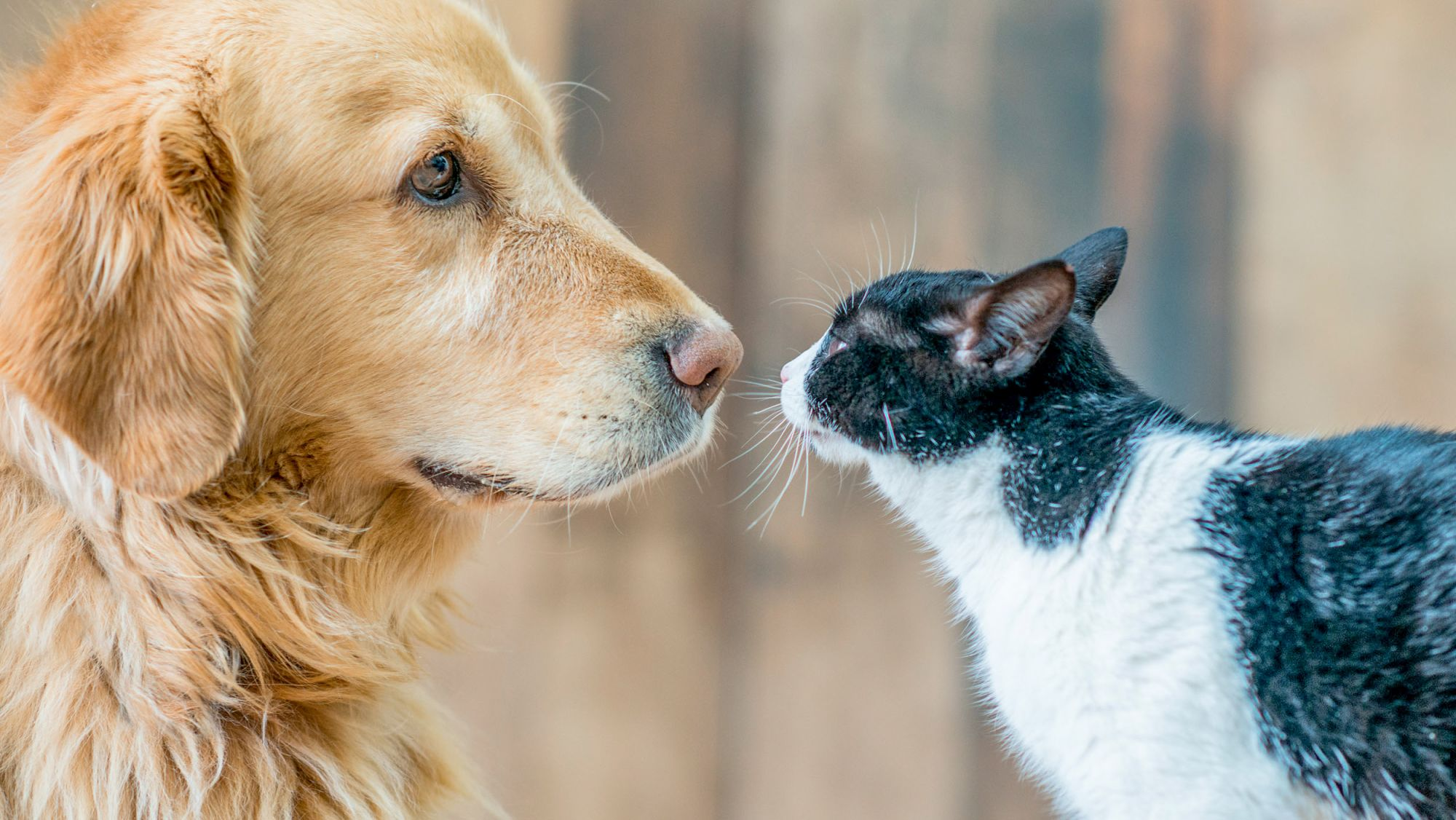 cat and dog together