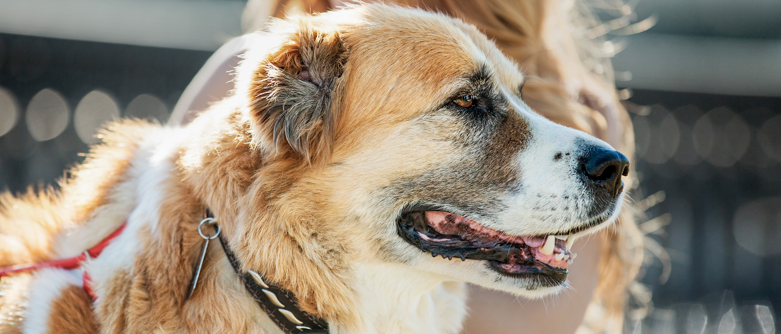 Aging dog standing outdoors with a woman.