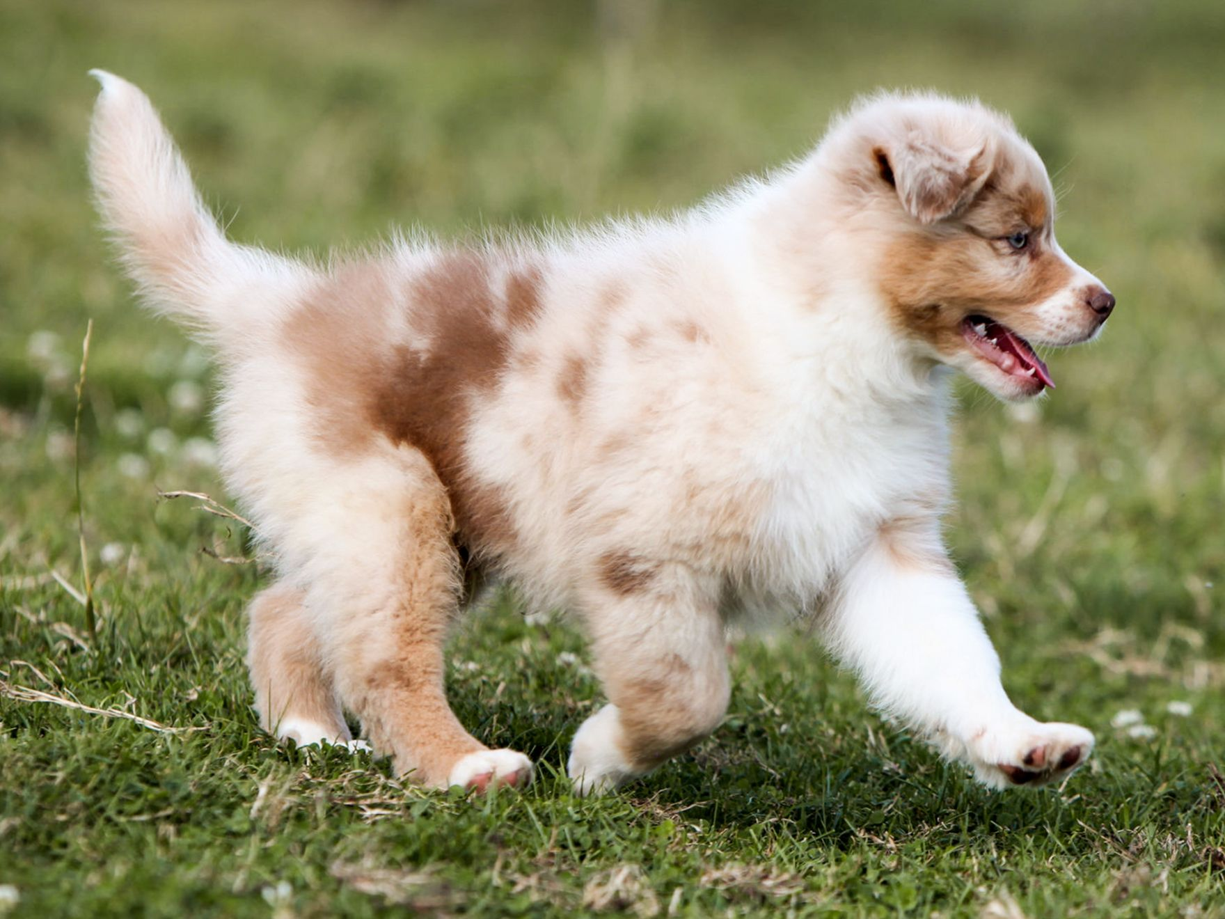 Ein Australian-Shepherd-Welpe läuft im Freien