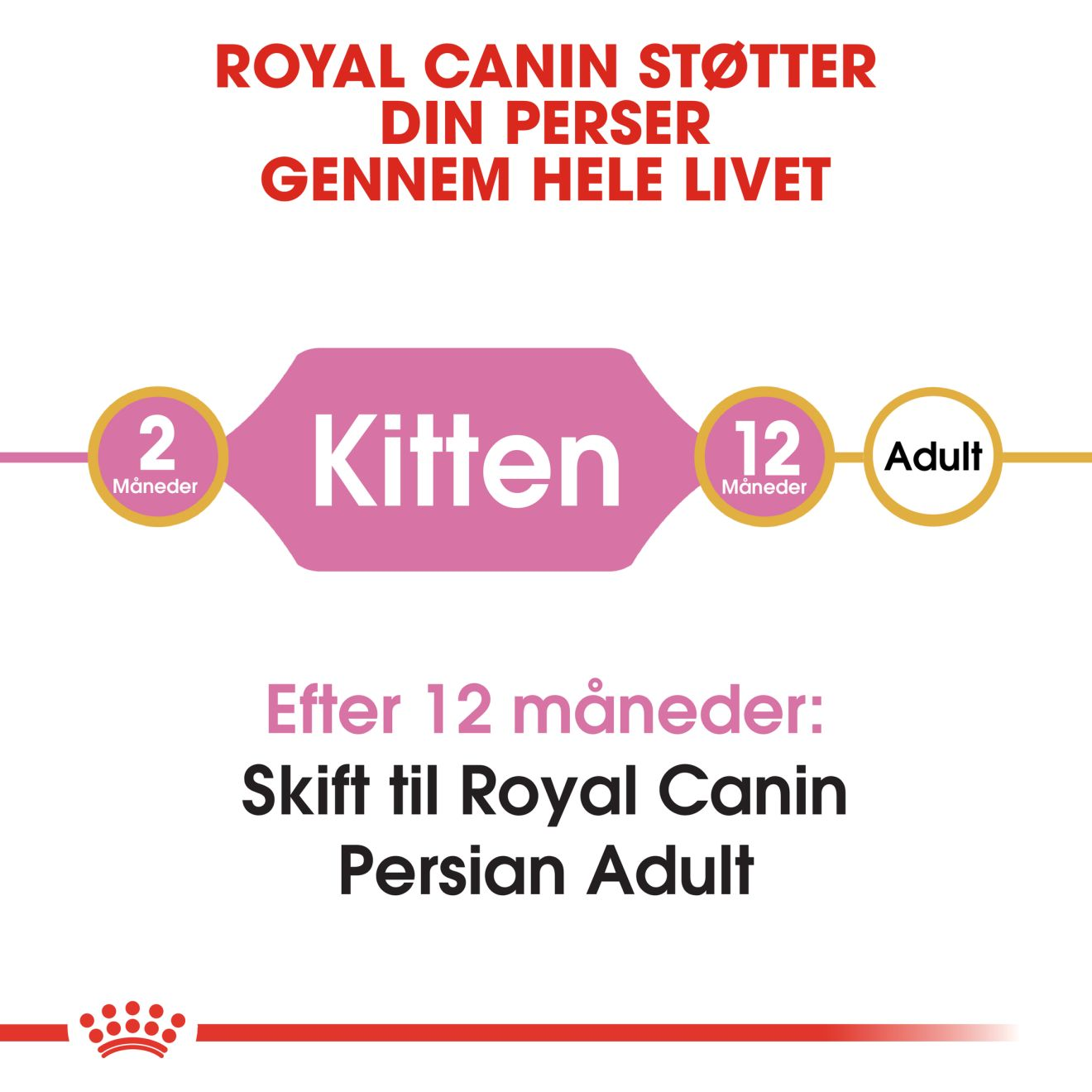 Persian Kitten