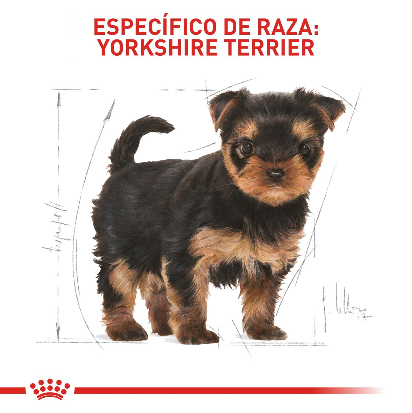 Yorkshire Terrier Cachorro