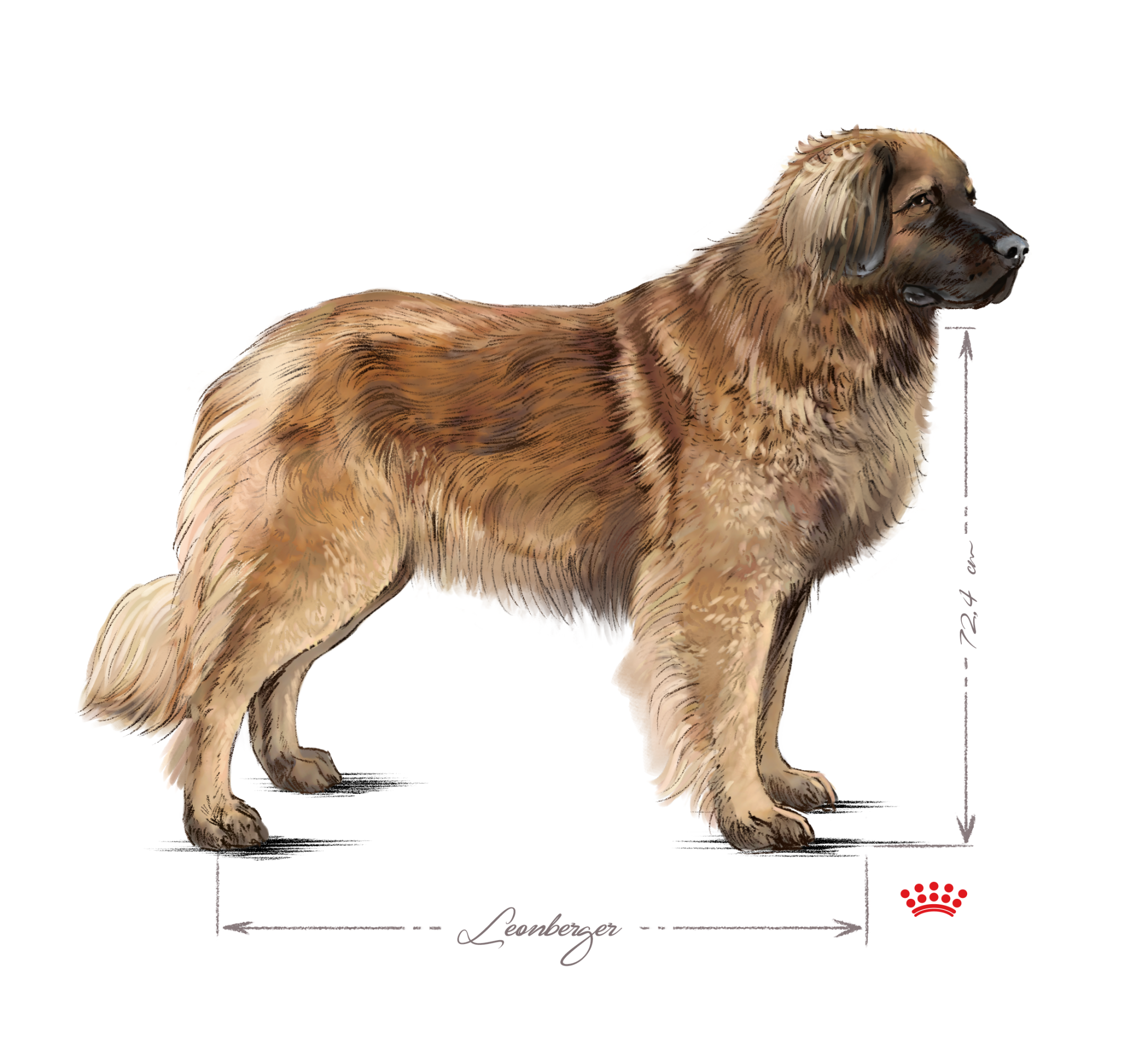 Vuxen Leonberger som står i svartvitt