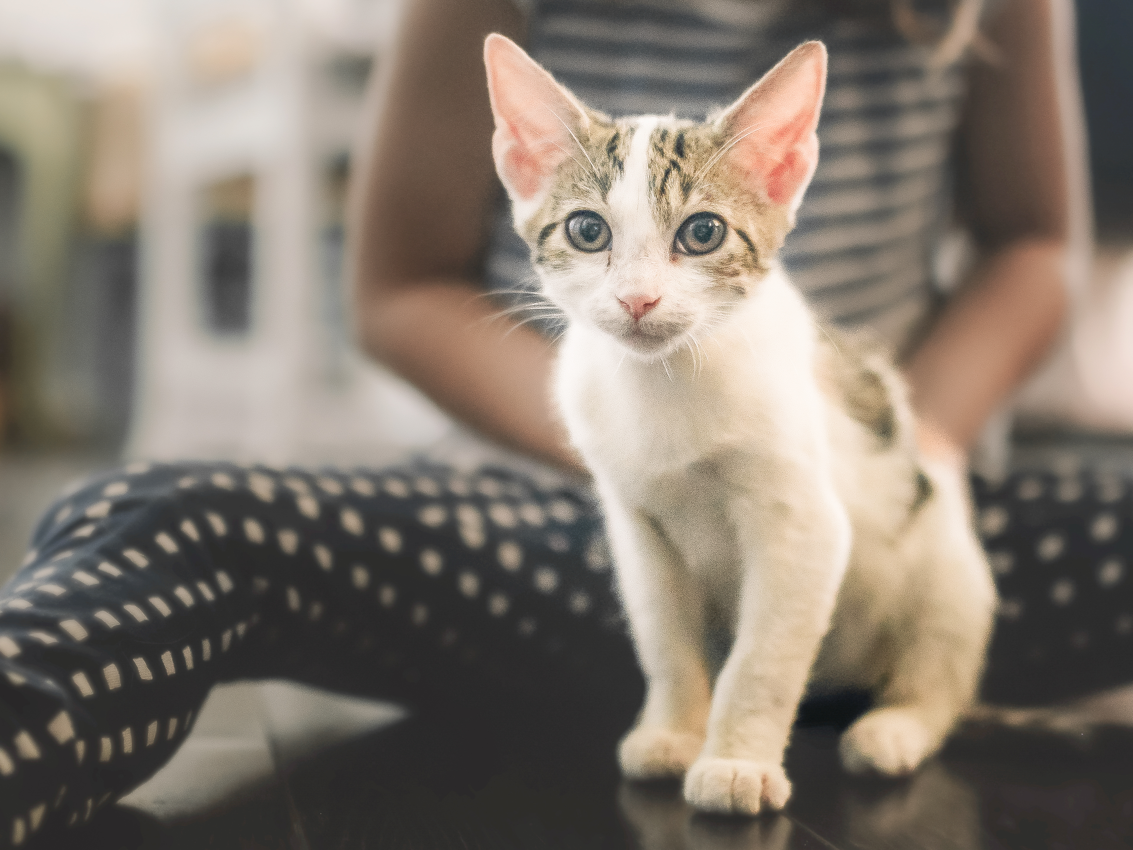 Kitten sitting indoors with a little girl