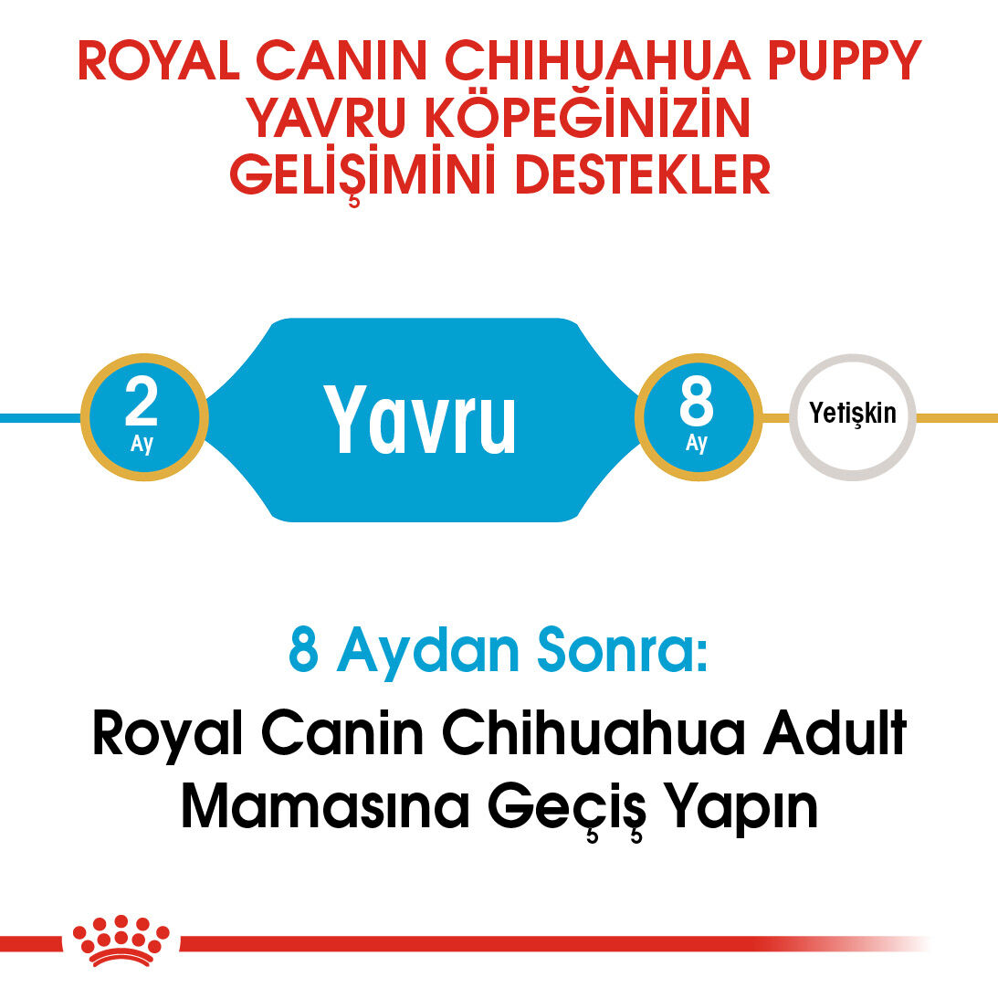 Chihuahua Puppy Yavru Köpek Kuru Maması