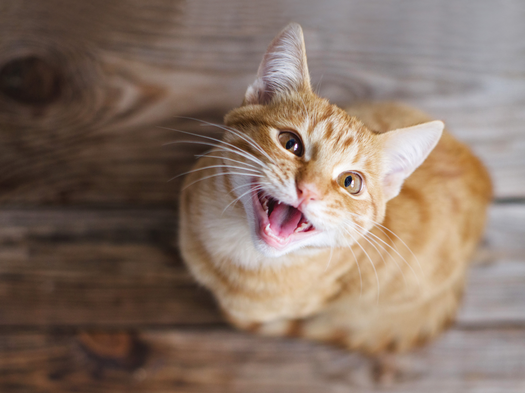 Un gato joven y atigrado pelirrojo sentado en el suelo de madera mira hacia arriba