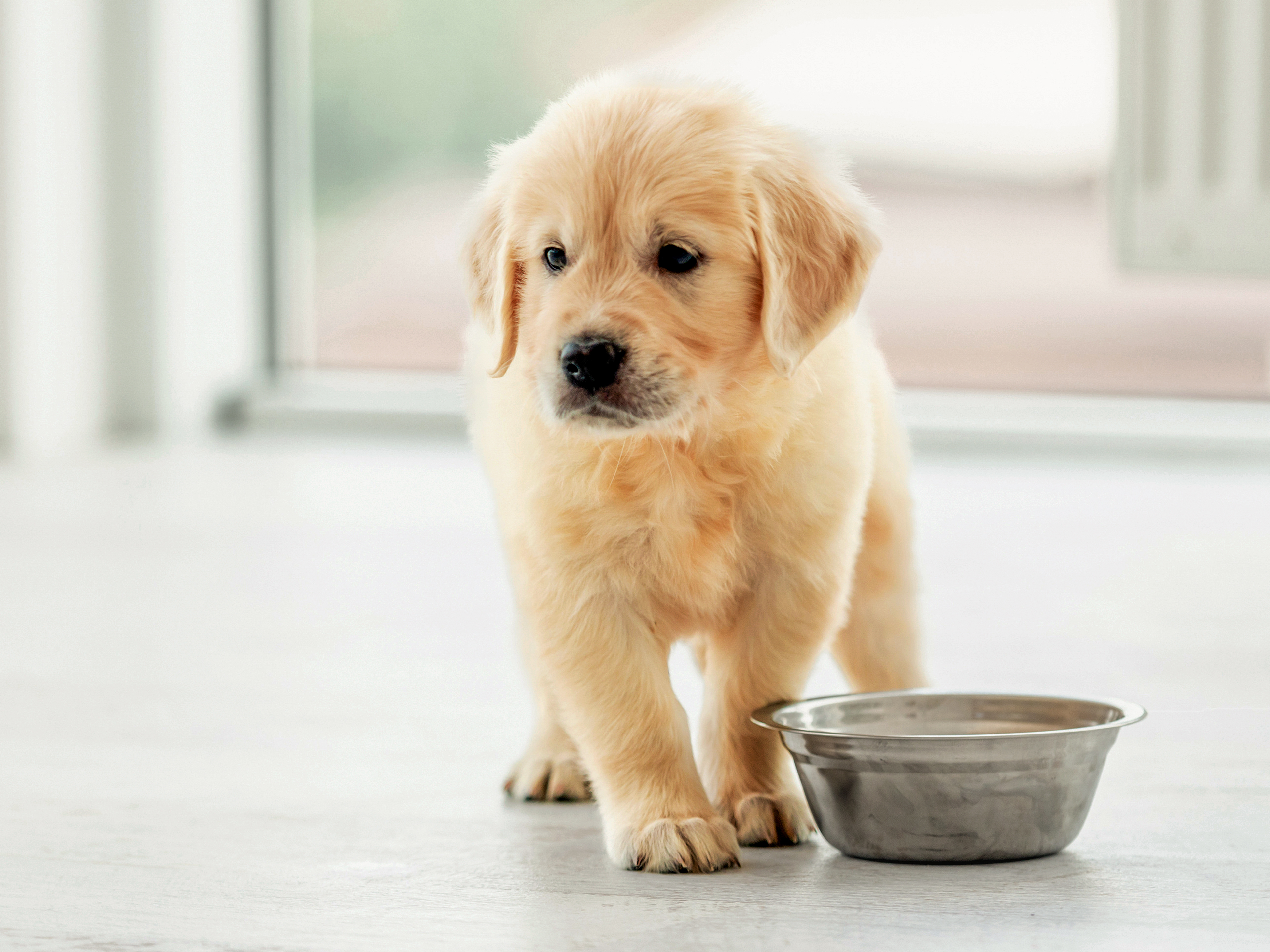 Ein von vorn fotografierter Golden-Retriever-Welpe steht in einem Innenraum neben einem Metallnapf und schaut zur Seite