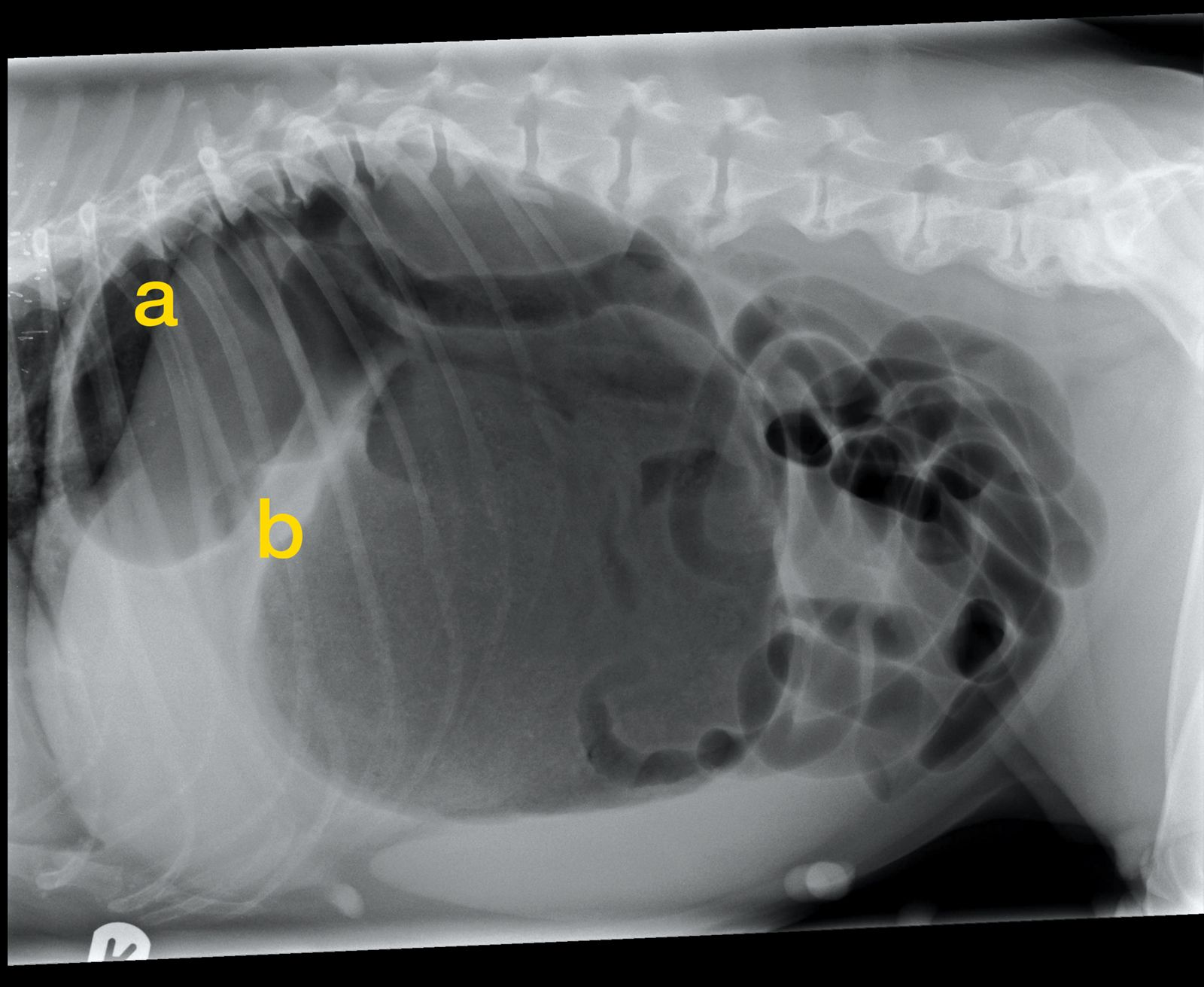 Gastric Dilatation And Volvulus | Vet Focus