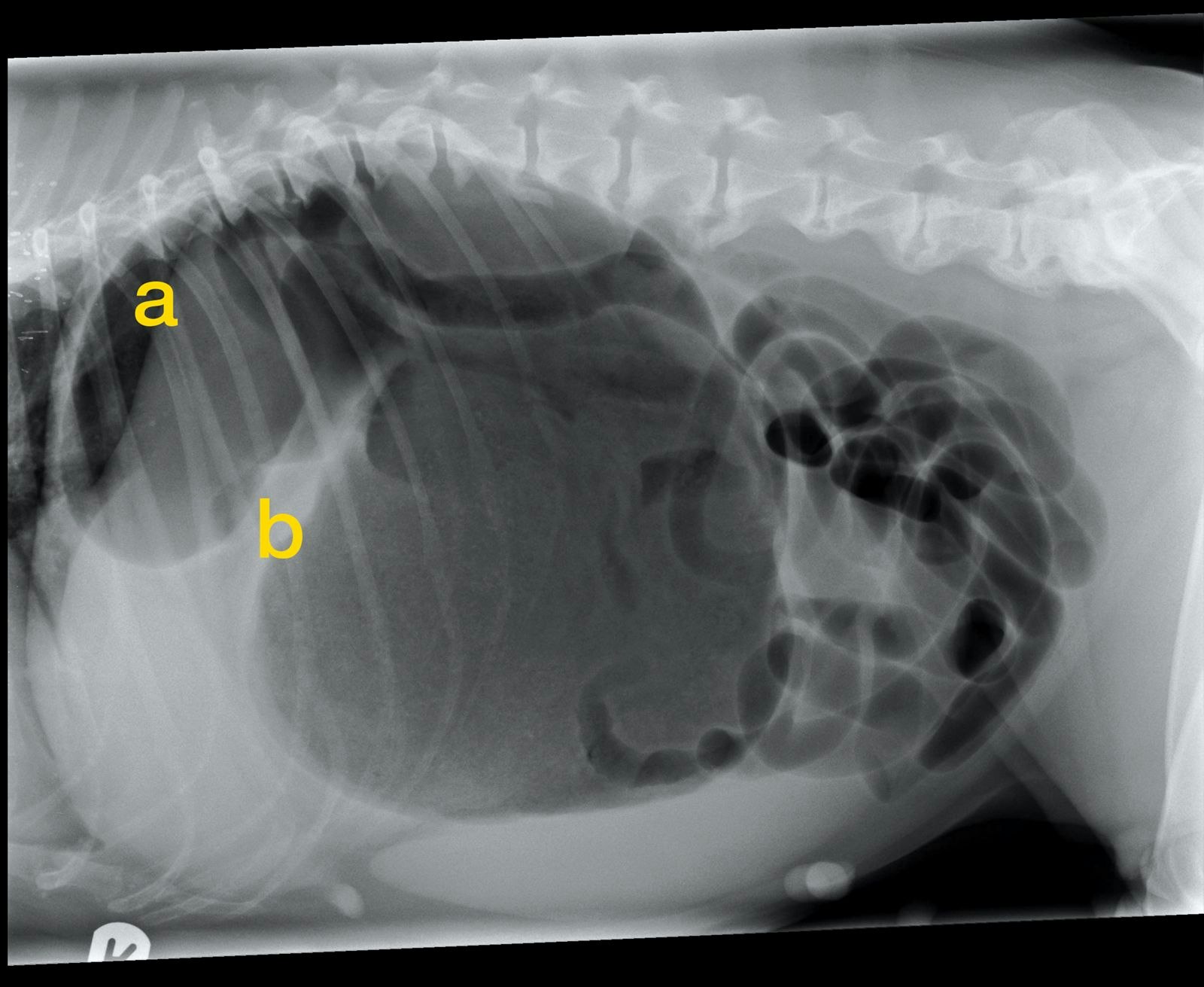 Eine rechtslaterale abdominale Röntgenaufnahme bestätigt MDV. Der Pylorus ist die kleinere gasgefüllte Struktur (a), abgegrenzt gegen den Magenfundus durch ein Weichteilgewebeband (b). In diesem Fall trennt das Weichteilgewebeband die beiden gasgefüllten Strukturen nicht vollständig.