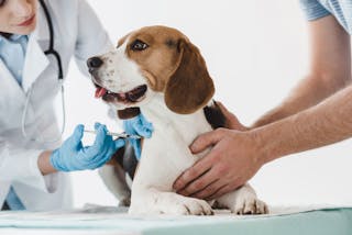Vaccinarea câinilor este o practică de rutină în cabinetele pentru animale de companie