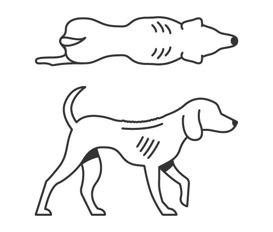 Dog body condition score 1