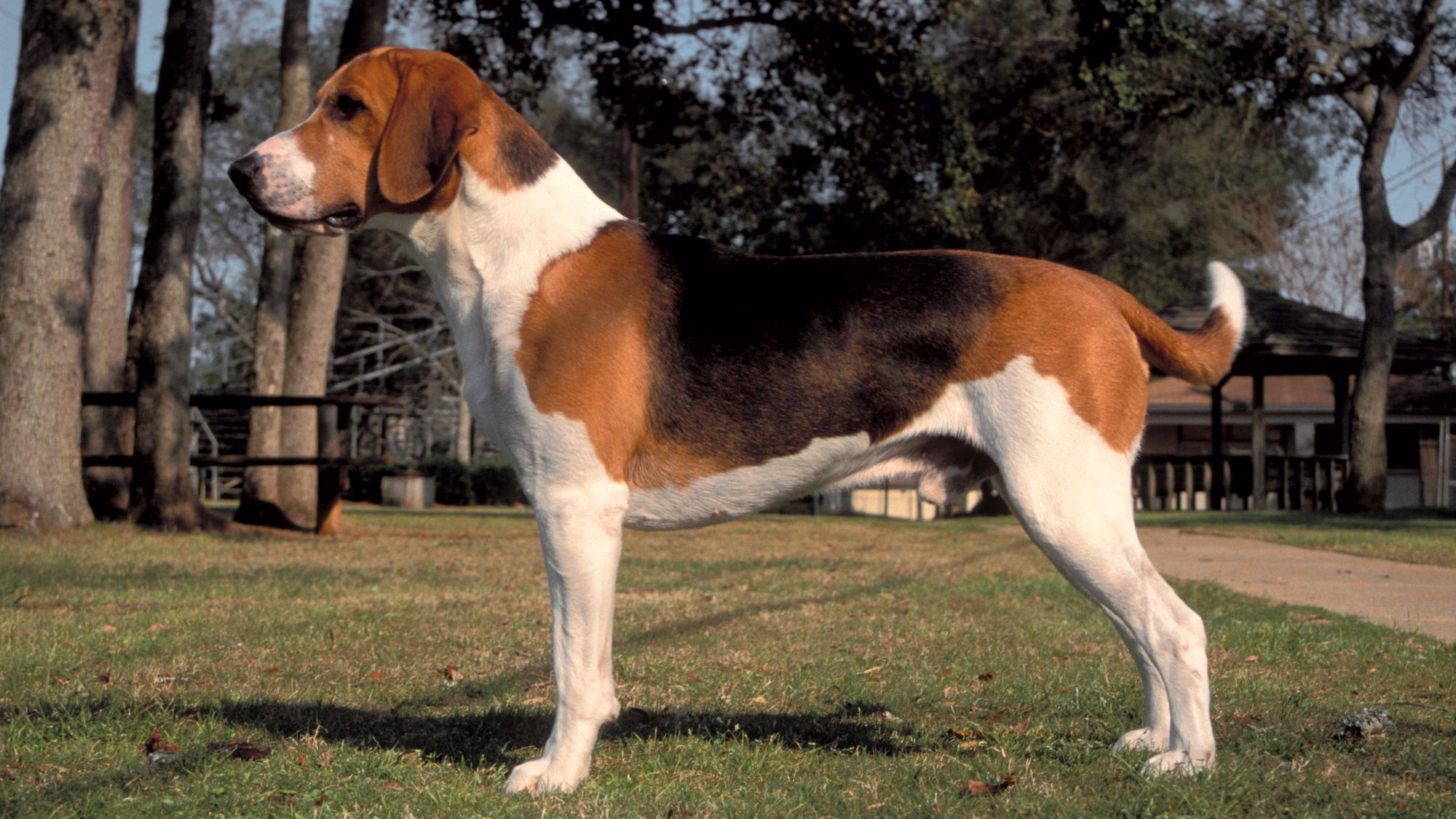 Beagle Harrier stood in front of a county house