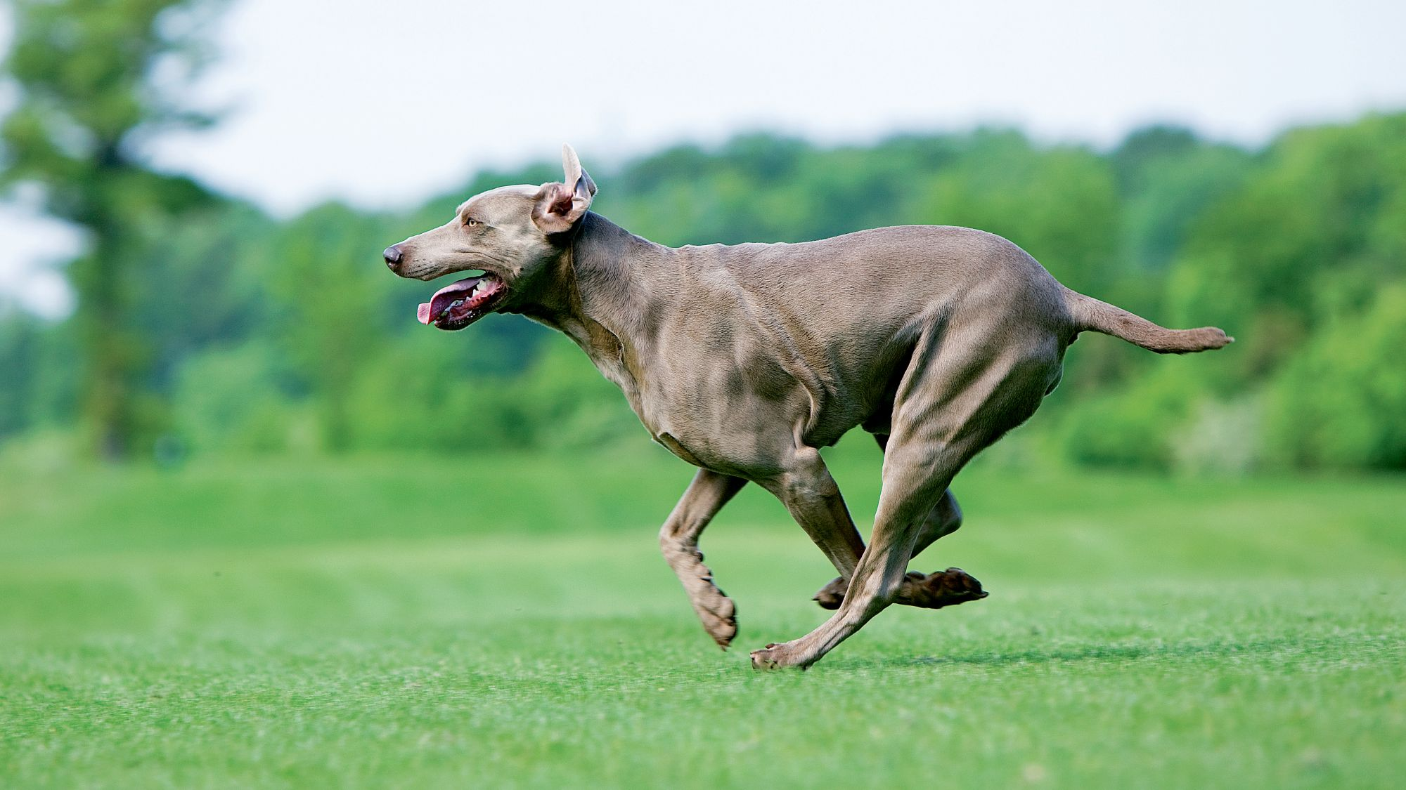 Weimaraner caught mid-air bounding through a field