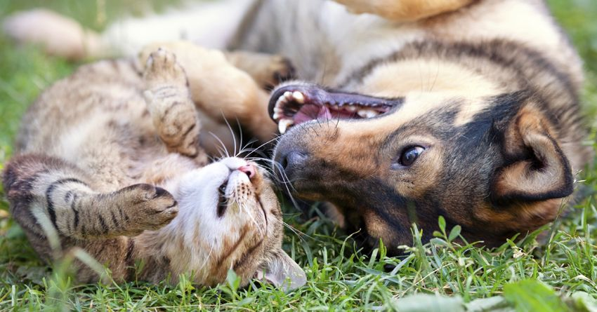 a cat and a dog