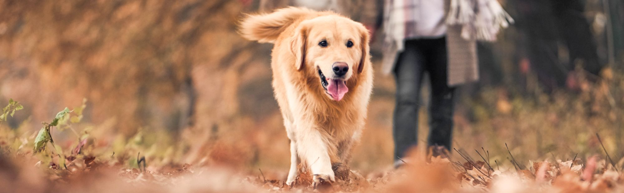 Dog running through leaves outside