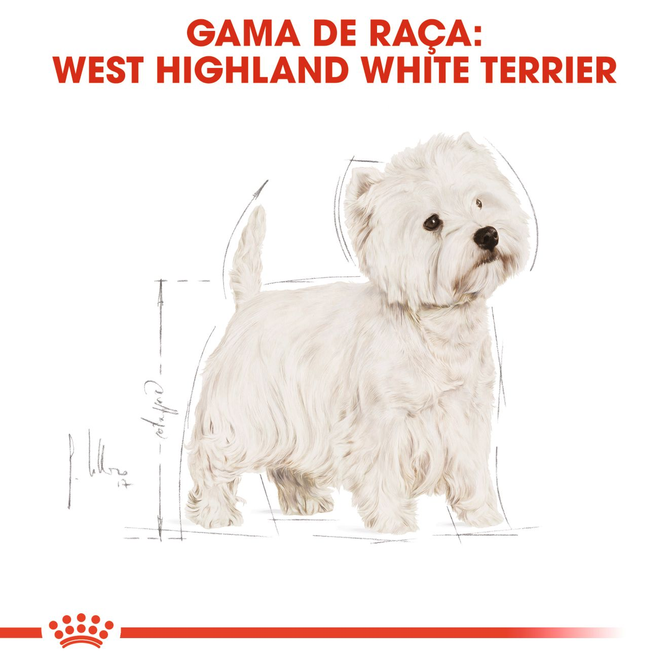 West Highland White Terrier Adult