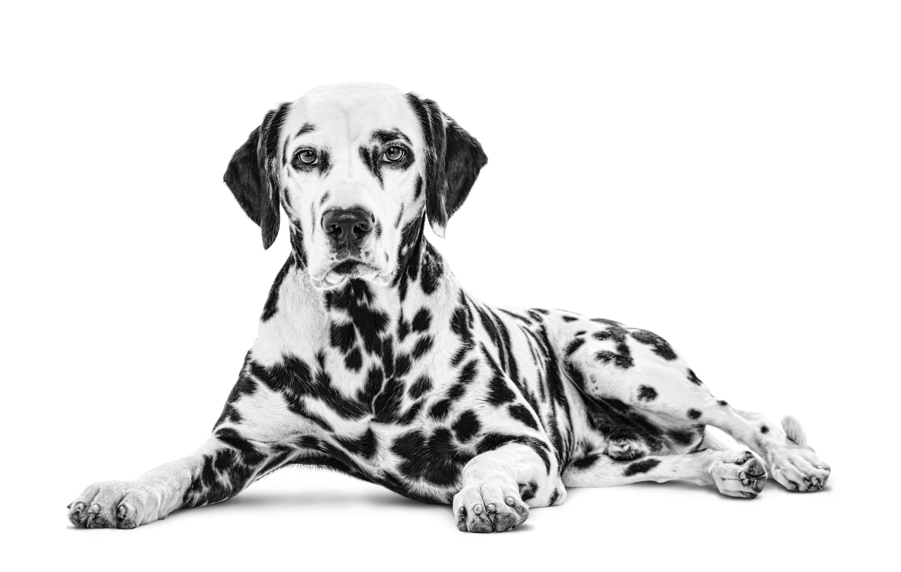 Dalmata  Royal Canin IT