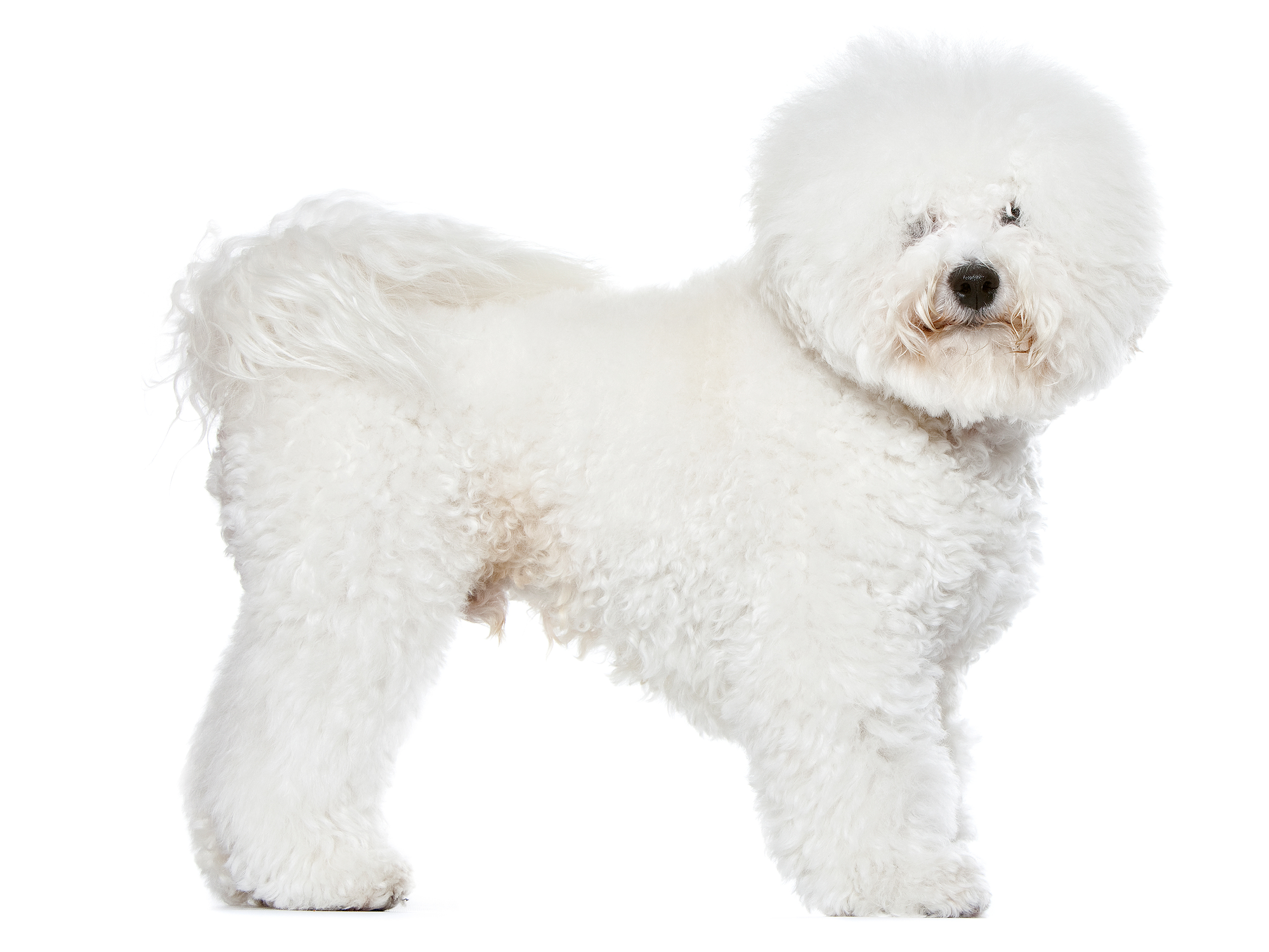 Bichon Frise adult in black and white