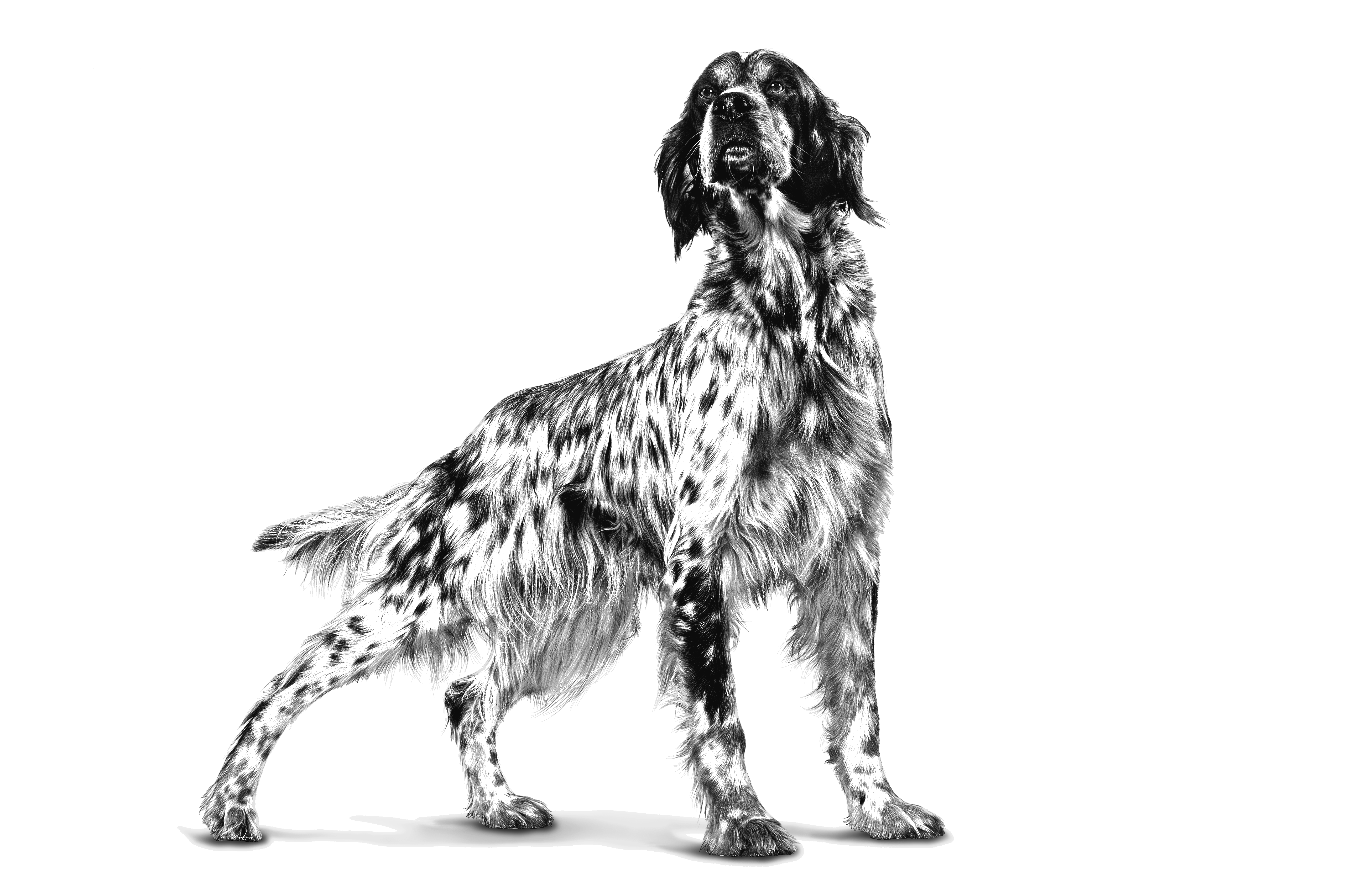Setter adult standing in black and white on a white background