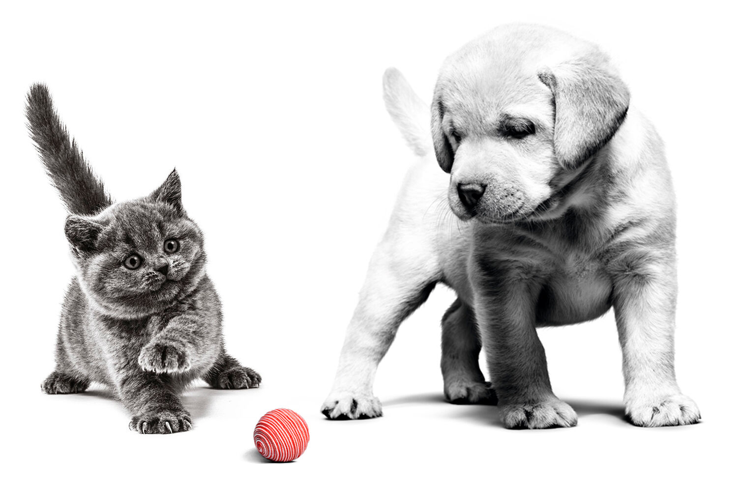 puppy labrador and kitten British shorthair