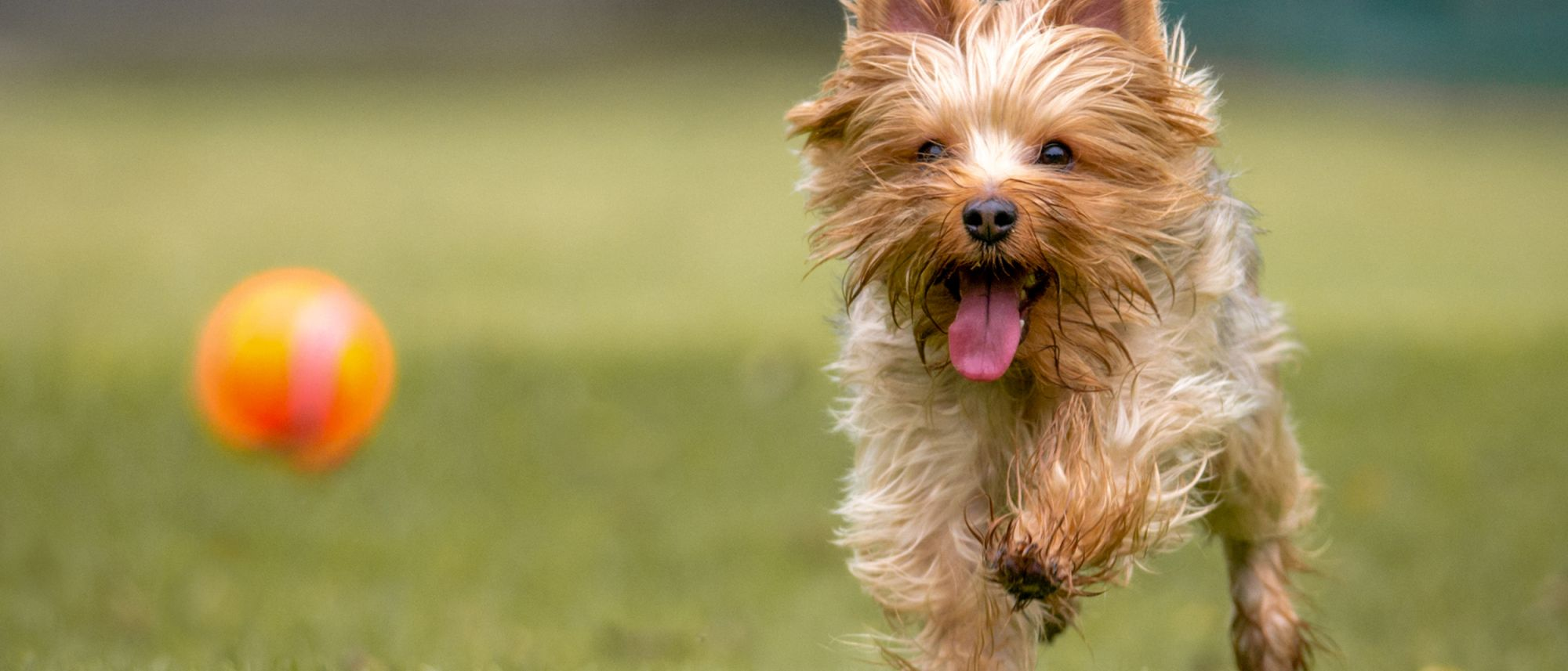 Yorkshire Terrier running after a ball