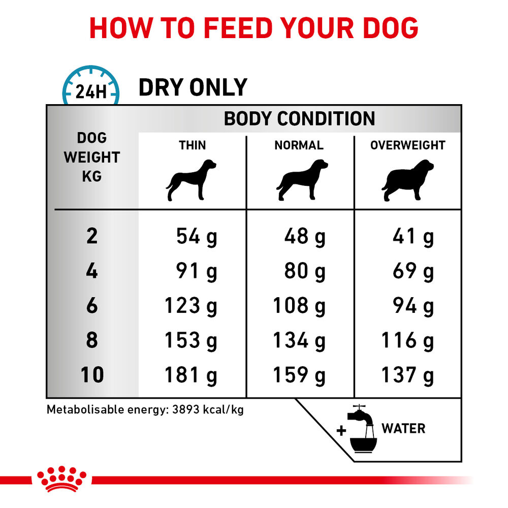 Hypoallergenic Small Dog 