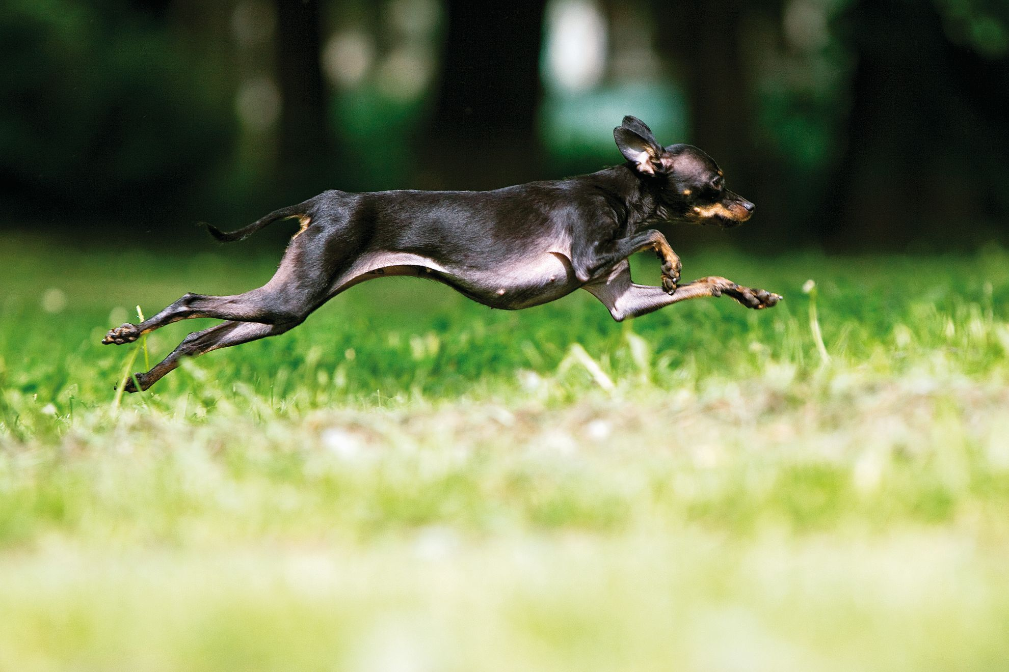 Black Russian Toy bounding over grass
