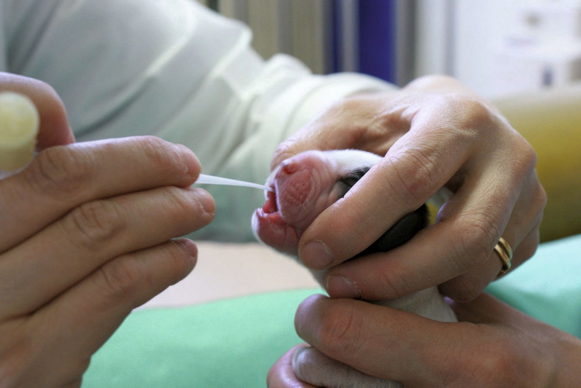 Position correcte pour tenir un chiot nouveau-né lors de la mise en place de la sonde d’alimentation