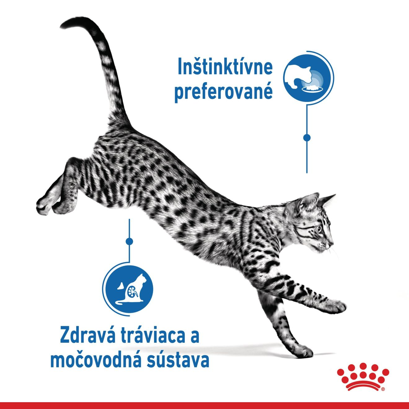 Indoor Sterilized Kúsky v šťave