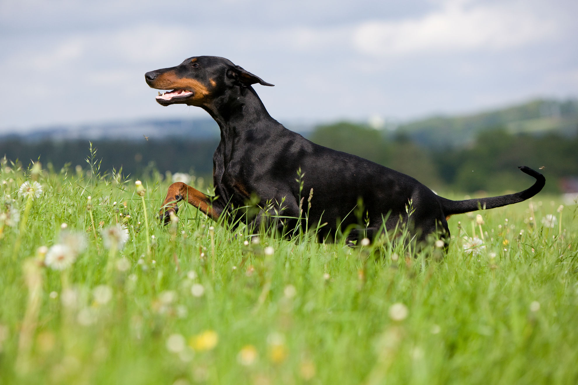 La dilatation de l'estomac chez le chien