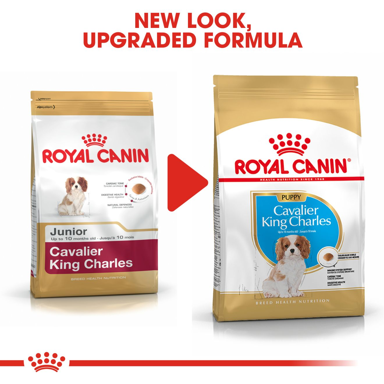 cavalier royal canin