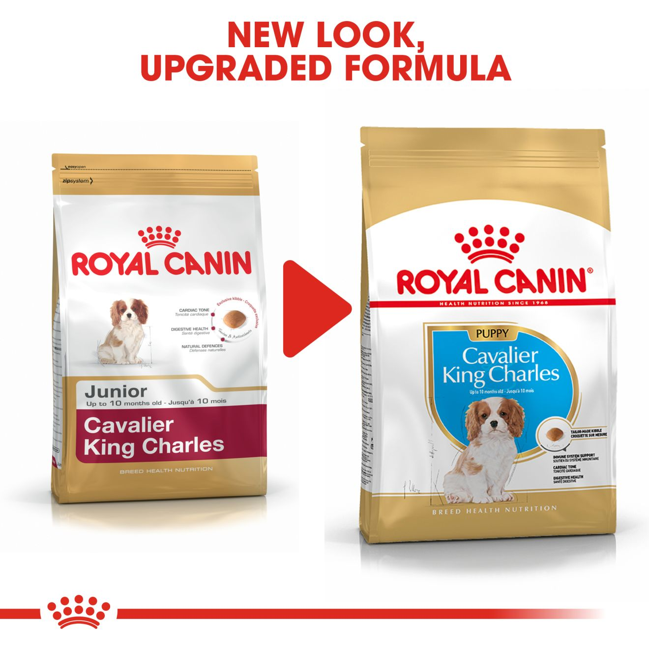 Royal canin cavalier clearance king charles spaniel food