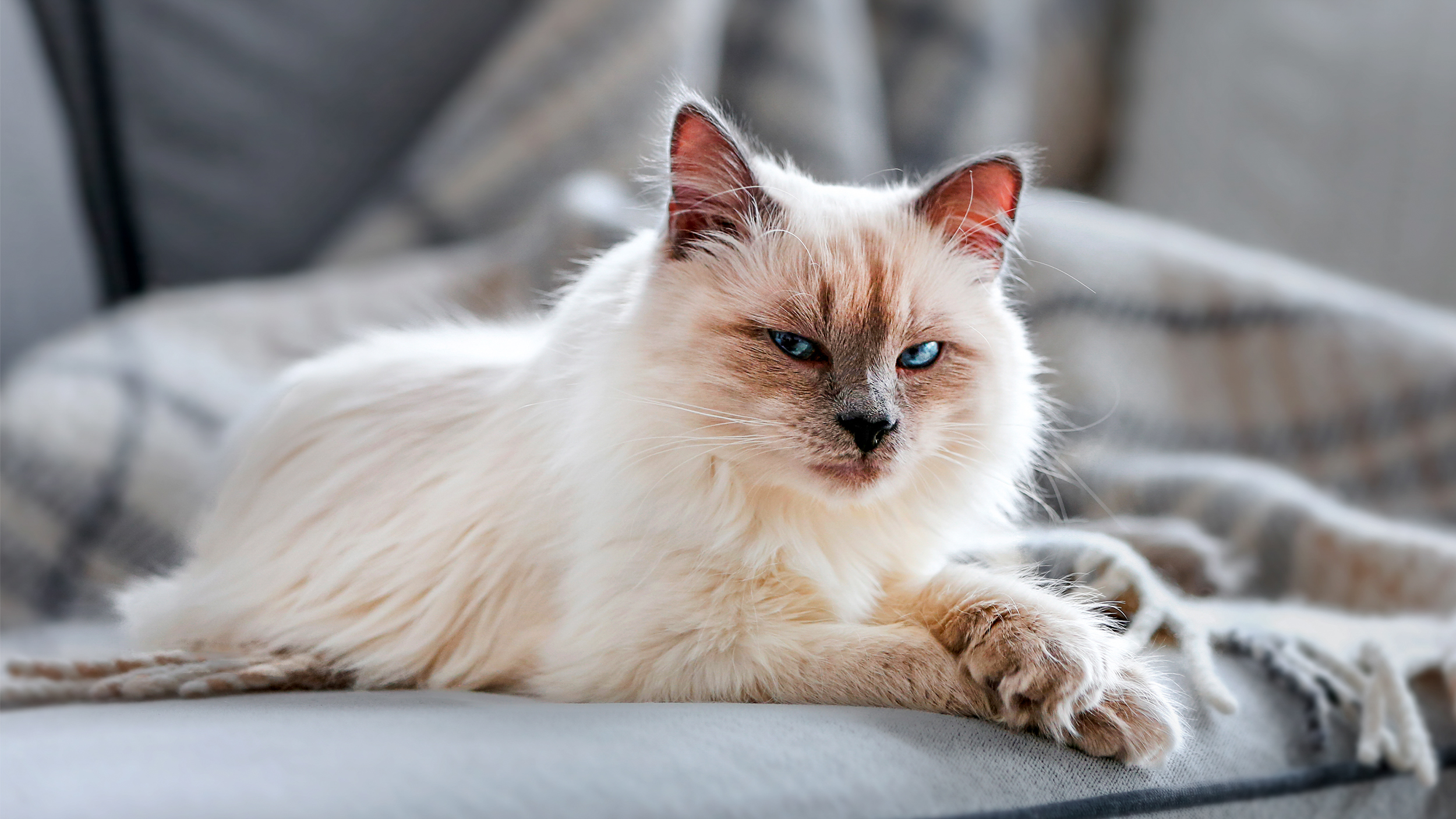 Yetişkin kedi içeride gri bir kanepede uzanmış yatıyor.