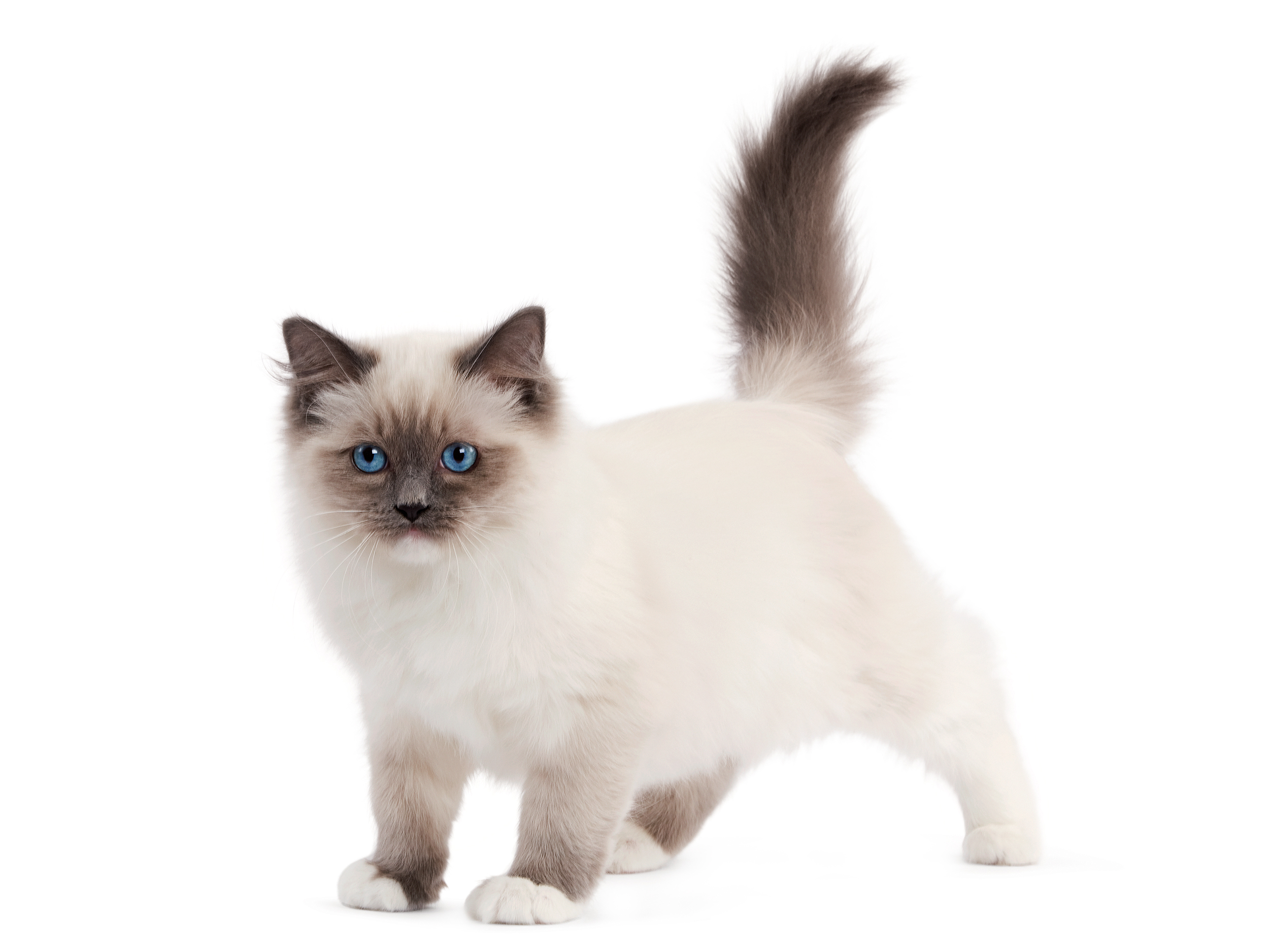 royal canin ragdoll kitten food