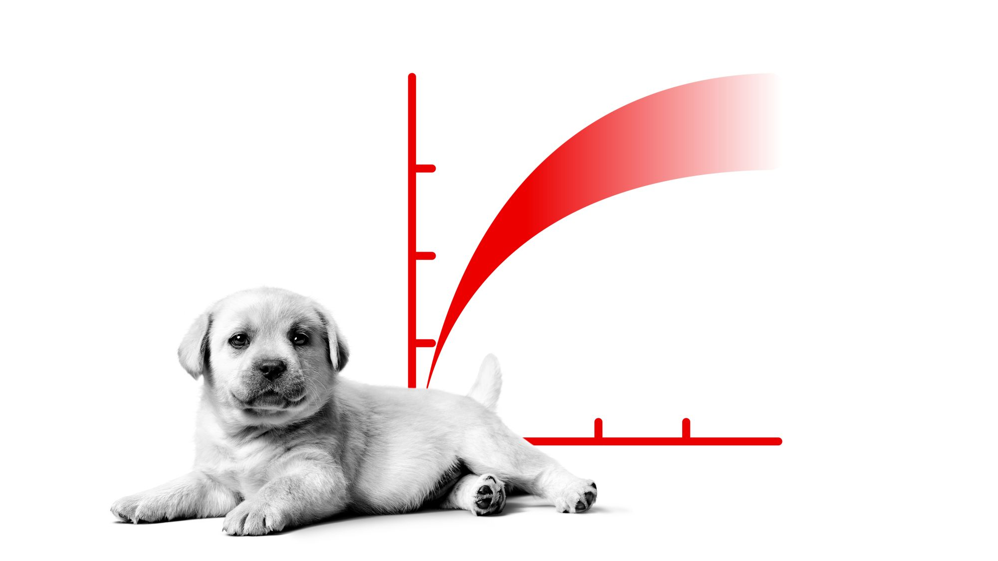 Cucciolo di Labrador Retriever in bianco e nero sdraiato davanti a un'illustrazione della curva di crescita