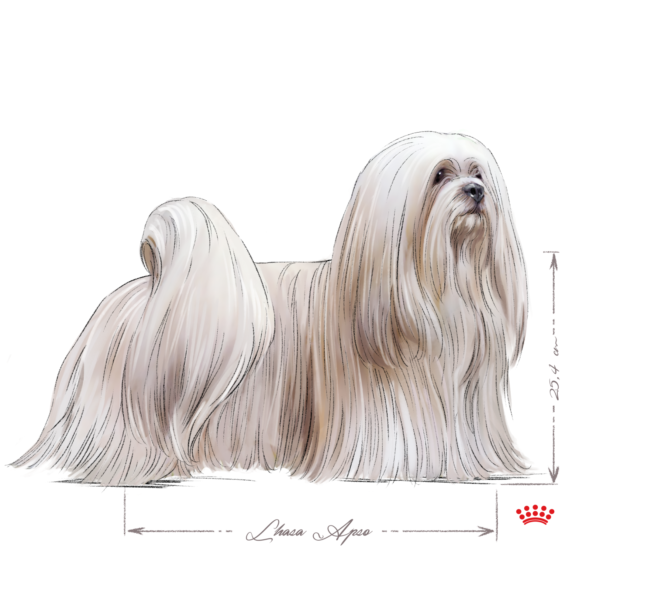 Lhasa Apso adult in black and white