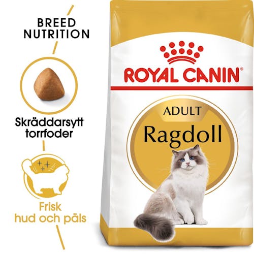 Ragdoll Adult