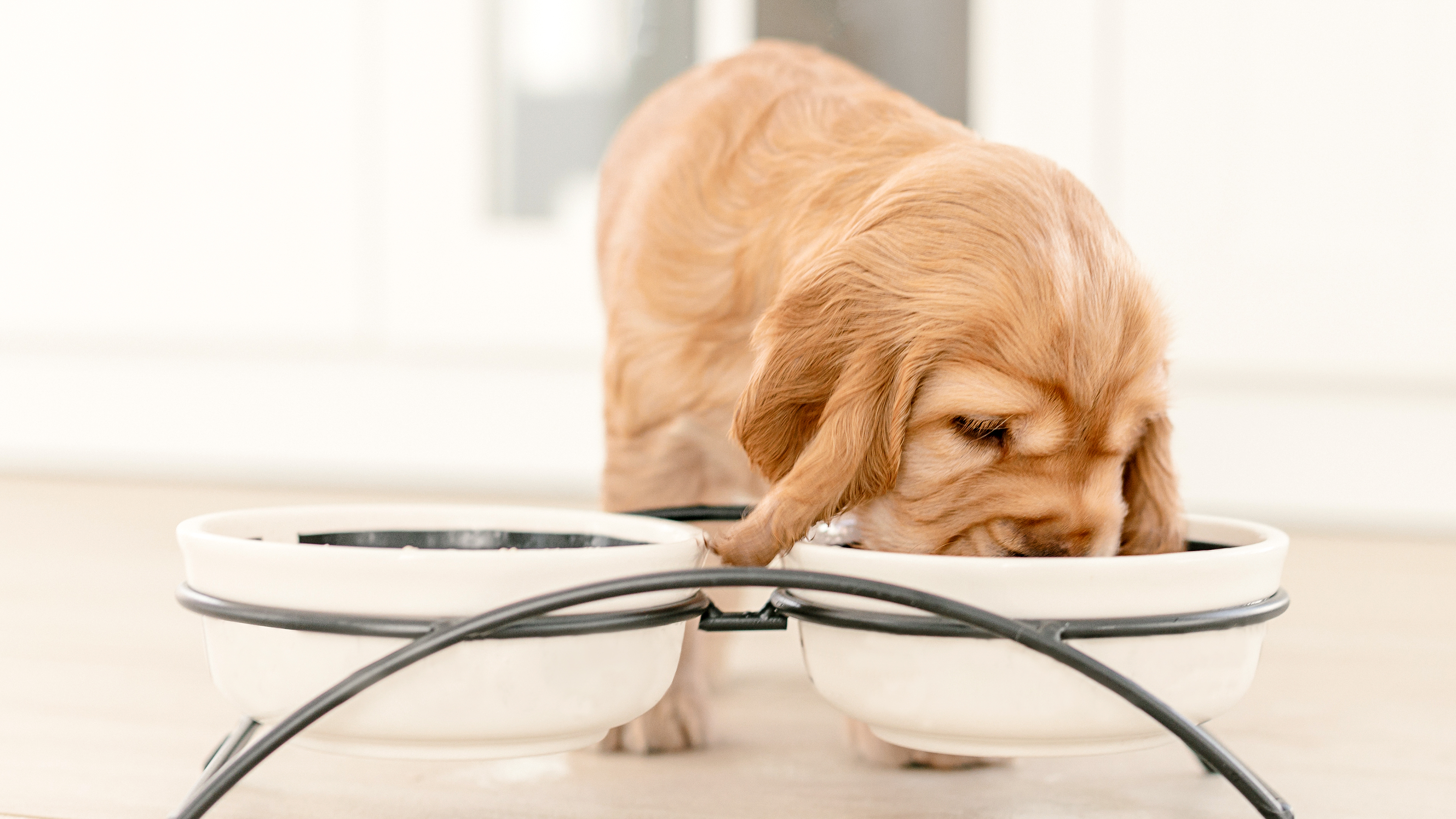 Cocker Spaniel Inglés cachorro de pie en una cocina bebiendo de un tazón de agua