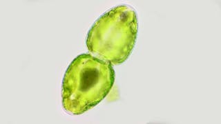 Marine Algen wie Schizochytrium spp. produzieren die Omega-3-Fettsäuren EPA und DHA auf natürliche Weise mit Hilfe der Energie des Sonnenlichts