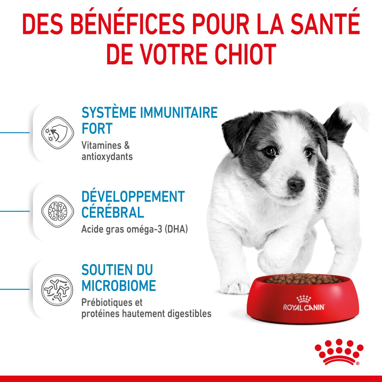 Mini Puppy pour chiot