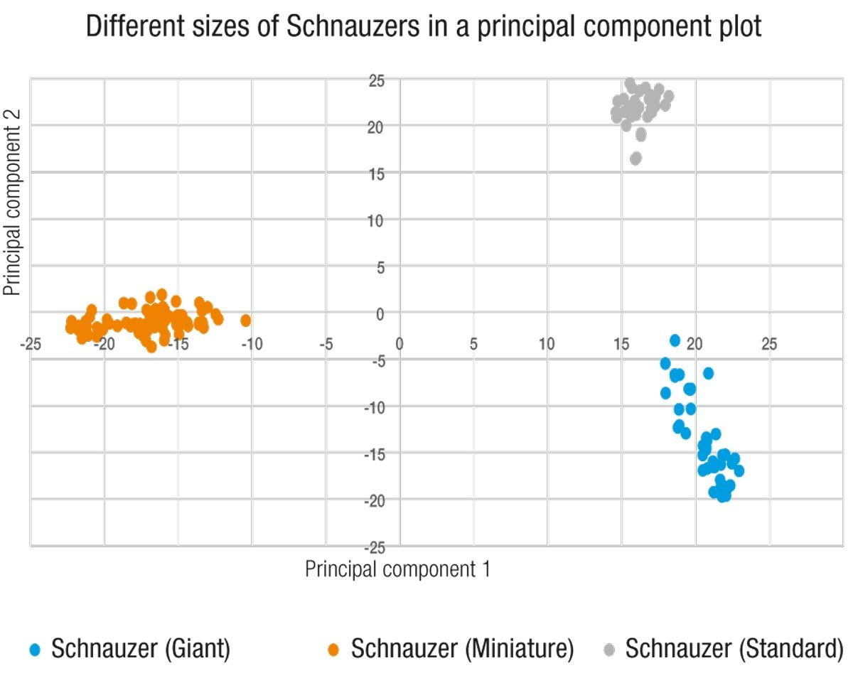 Principal Component Analysis (PCA) is an unsupervised clustering method of tested genotypes, which allows comparison of DNA similarity. Closely related samples, such as dogs within the same breed, are expected to cluster together due to similarities in their genetic makeup. This particular PCA plot illustrates the difference in the genetic signatures of the Standard, Miniature, and Giant varieties of Schnauzer, demonstrating the large amount of genetic separation that can result over the generations simply from selecting for a trait such as size. 