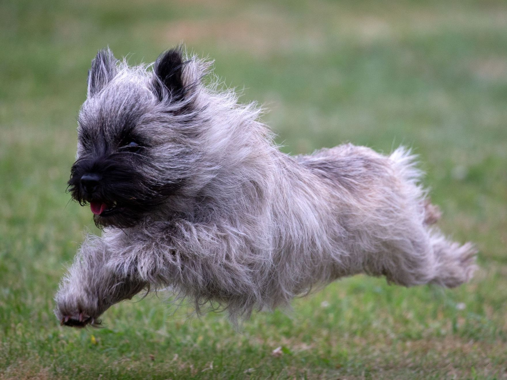 Cairn terrier courant à pleine vitesse