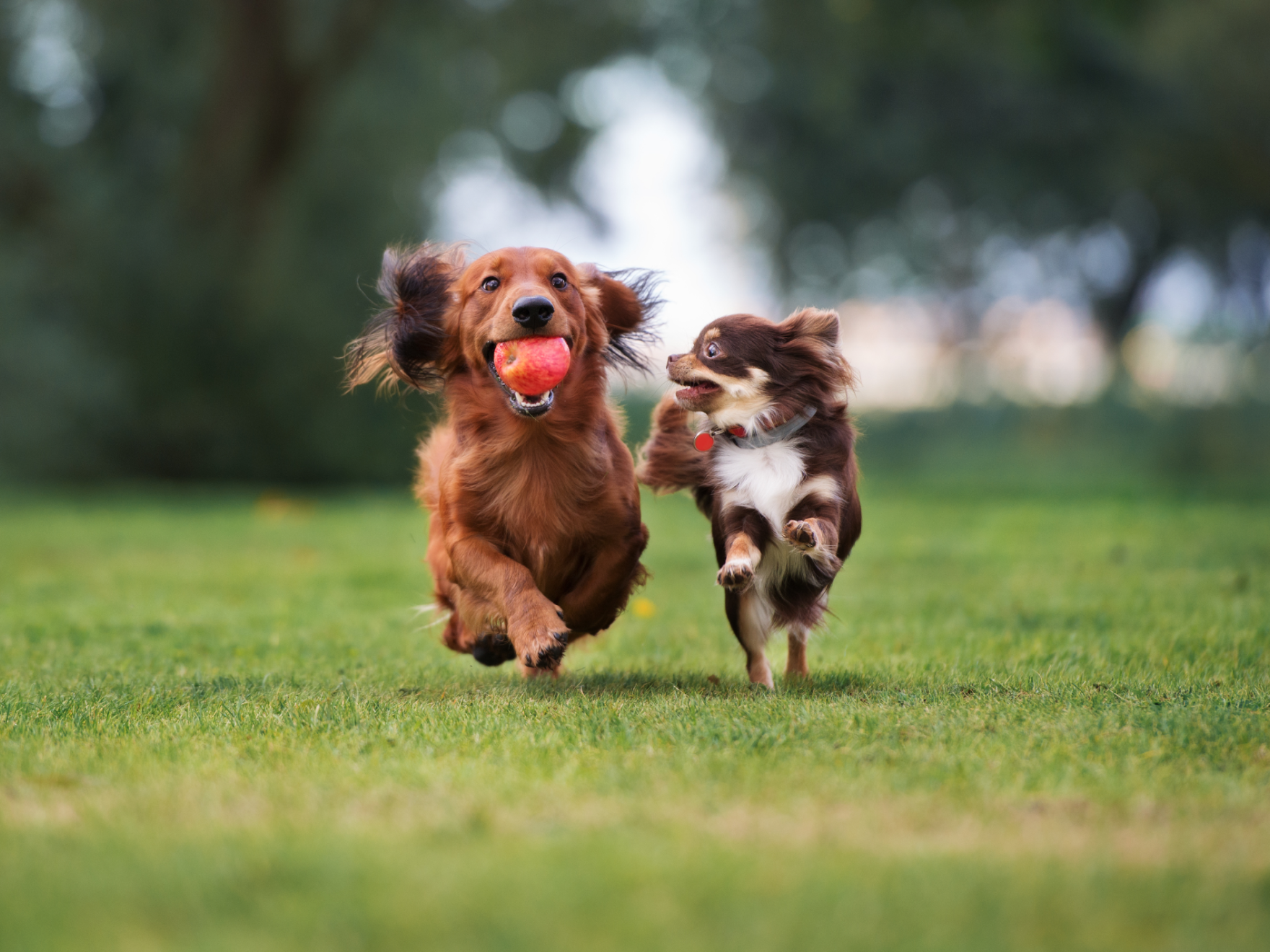 Dos cachorros jugando juntos y corriendo al aire libre