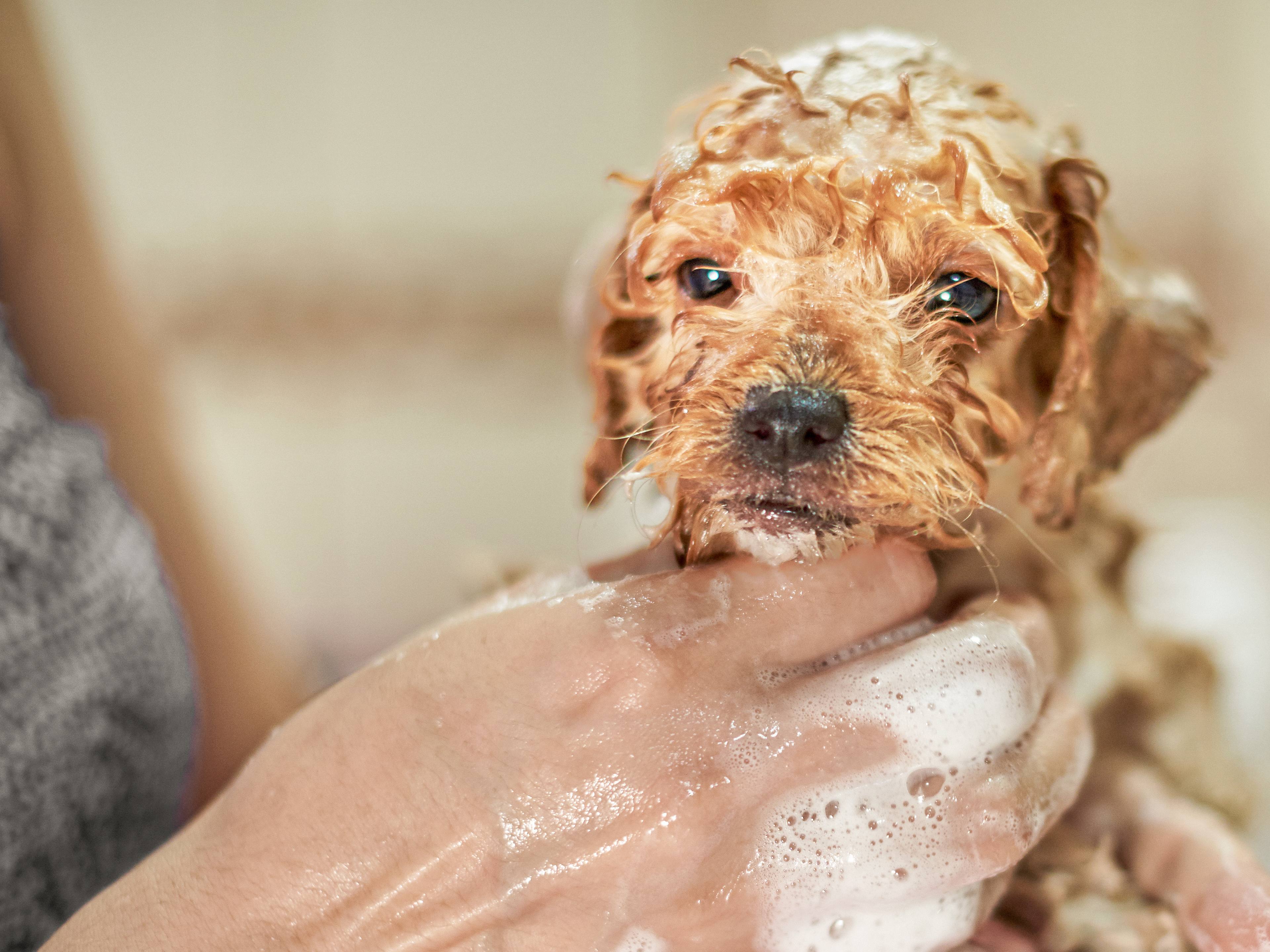 Miniature Poodle puppy being washed by owner