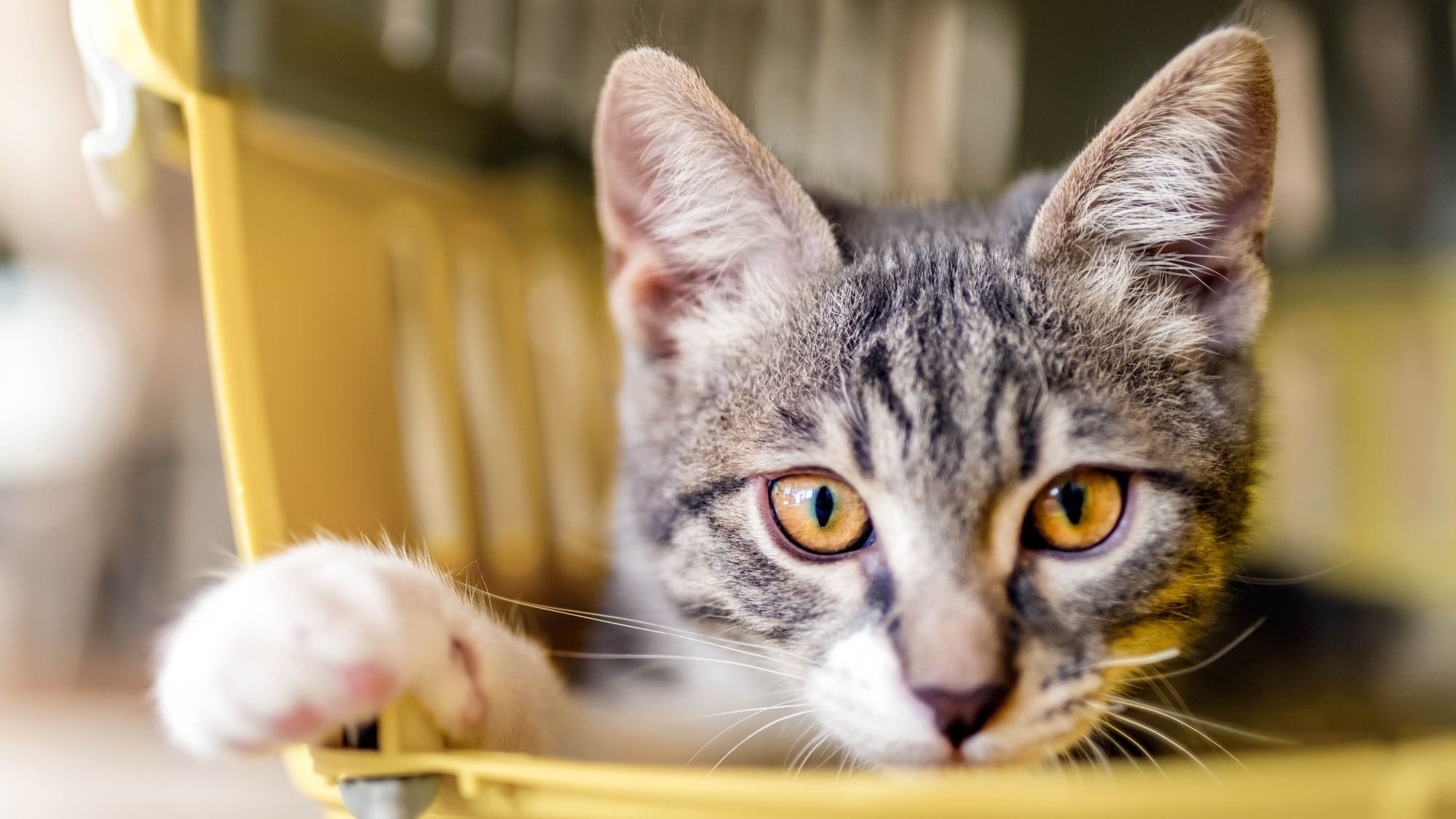 Illustration of a cat in a cattery