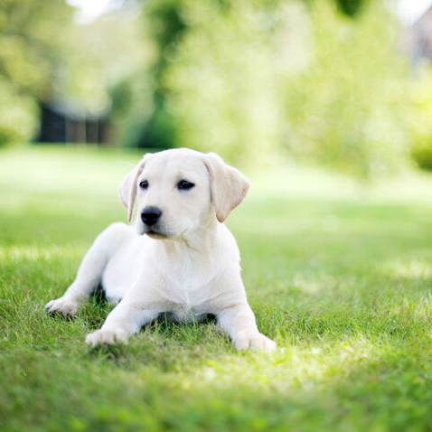 英国の庭園にいるラブラドールの子犬