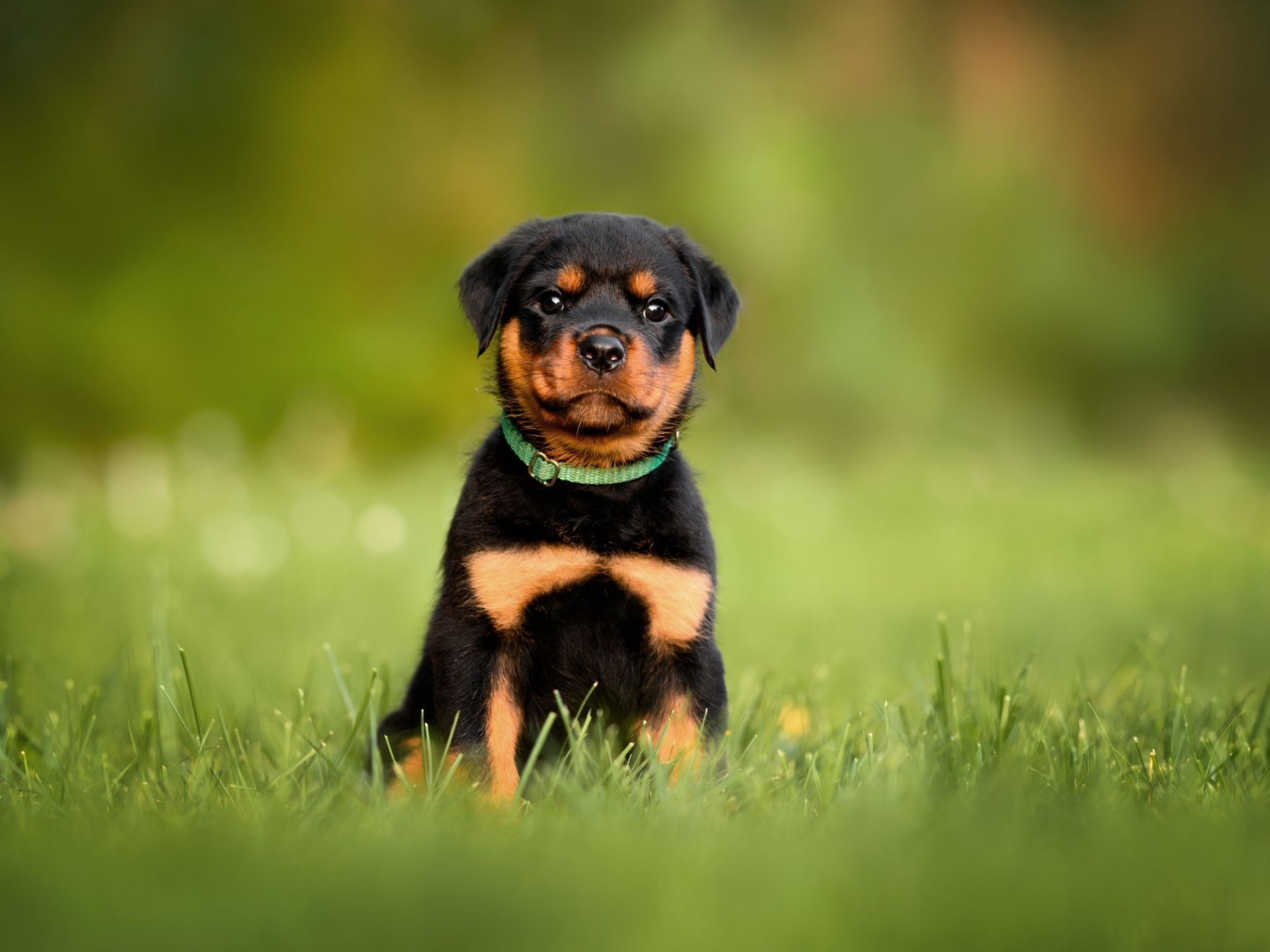 rottweiler puppy in a collar sitting on the grass in summer