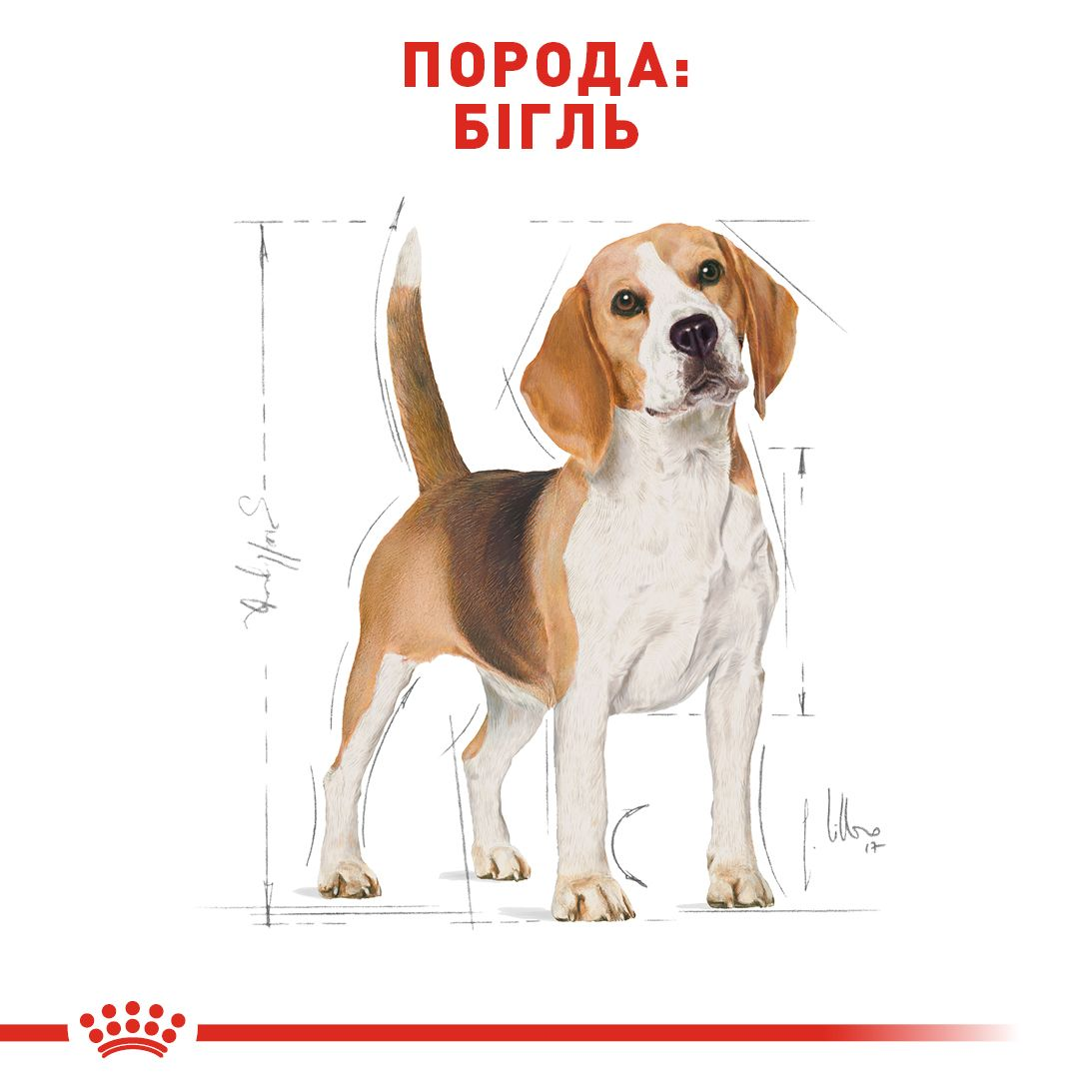 Beagle Adult